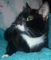 Aristocat