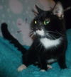 Aristocat