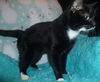 Aristocat