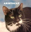 Aristocat