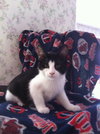 Mewliet