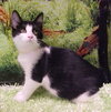 Mewliet