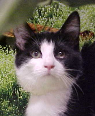Mewliet