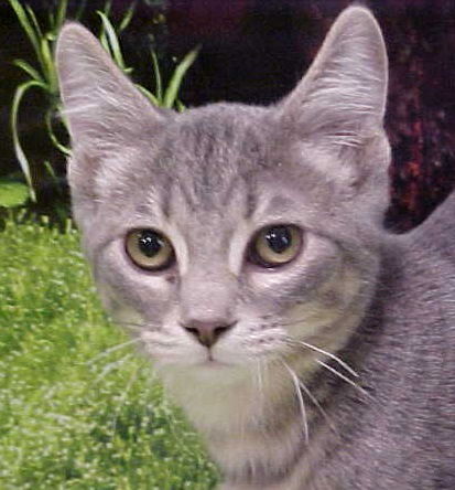 Dev