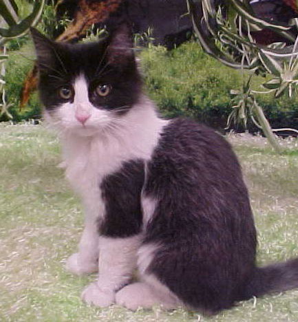 Jocko