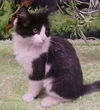 Jocko
