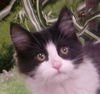 Jocko