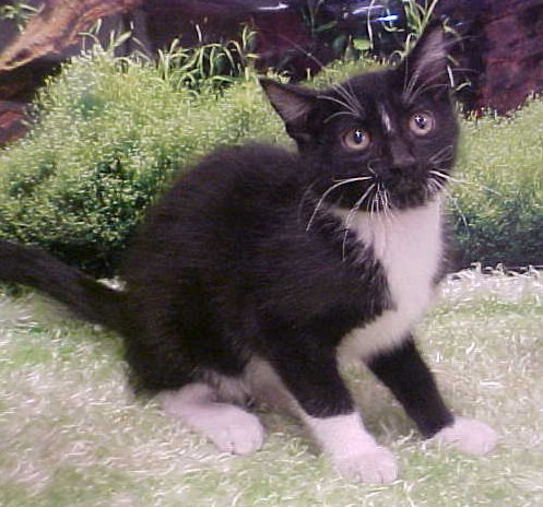 Moss