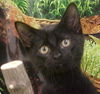 Noshi