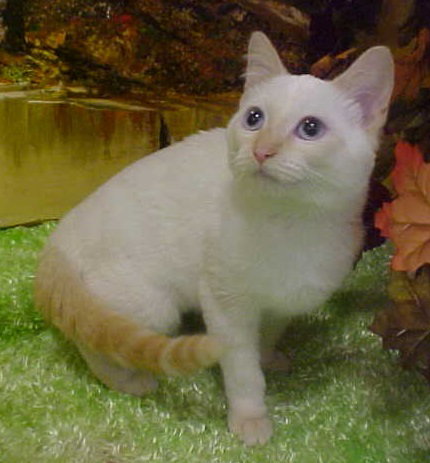 Litonya