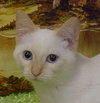 Litonya