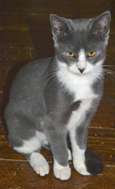 Nyla