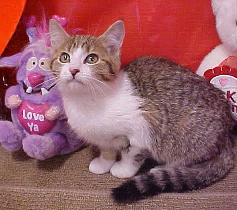 Lizella