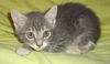 Hesper