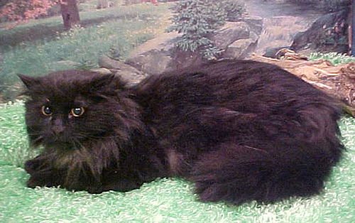 Javan