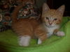 Archy