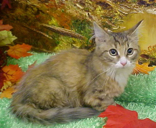 Jesimae