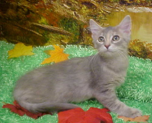 Audrianna
