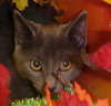 Mykitty