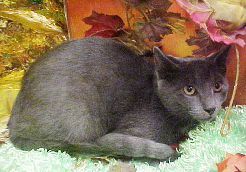 Mykitty