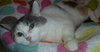 Metta