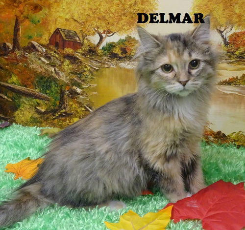 Delmar