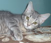 Tula