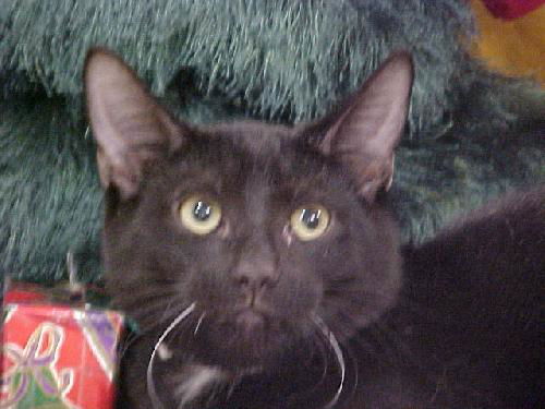 Archie