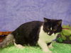 Gladys