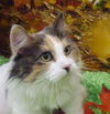 Kaya