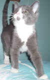Michio