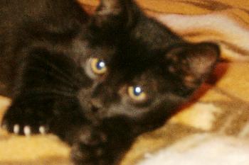Doby