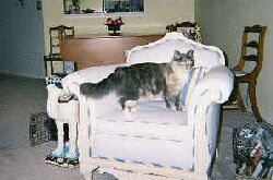 Prissy
