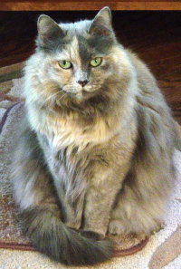 Ruffian