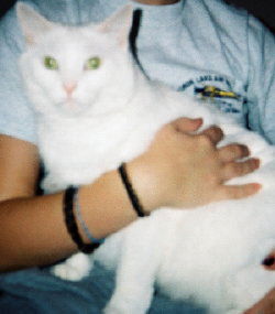 Sheba 2