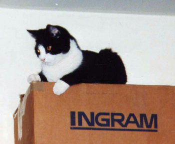 Simon