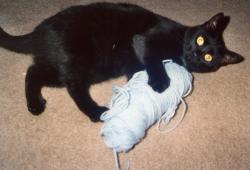 Cleo