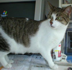Clementine