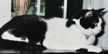 Cola
