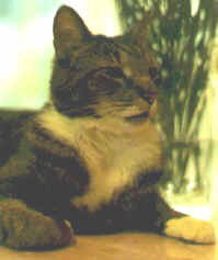 Bootsie