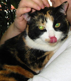 Miss Kitty