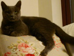 Misha