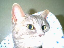 Sheba