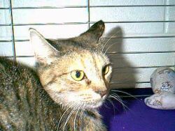 Miss Kitty