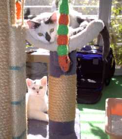 Smudge
