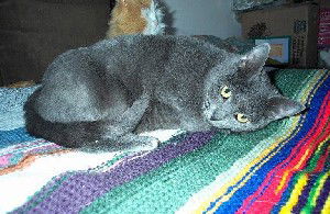 Meela