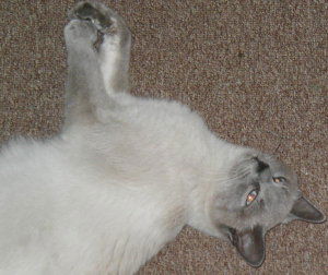Snowball