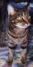 Phil (formerly Phoebe!)
