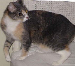 Gracie