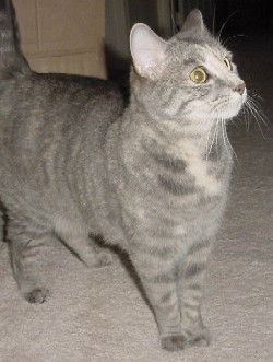Dyna